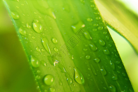 绿叶与雨滴的宏观拍摄图片