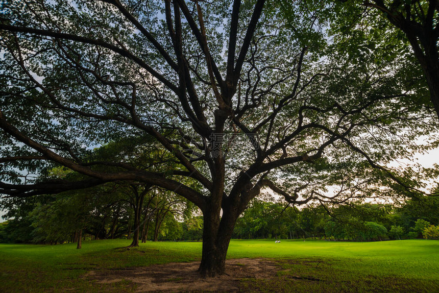 公园自然景观中树木落日的绿色草坪图片