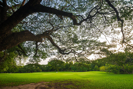 公园自然景观中树木落日的绿色草坪图片
