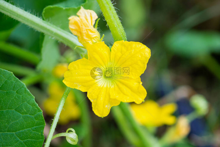 有机植物园中的瓜花黄绿叶图片