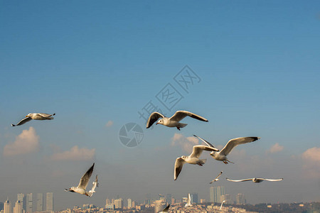 伊斯坦布尔城市环境的海鸥飞图片