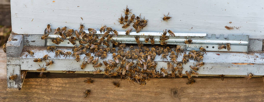 一大批蜜蜂蜜蜂进入蜂图片