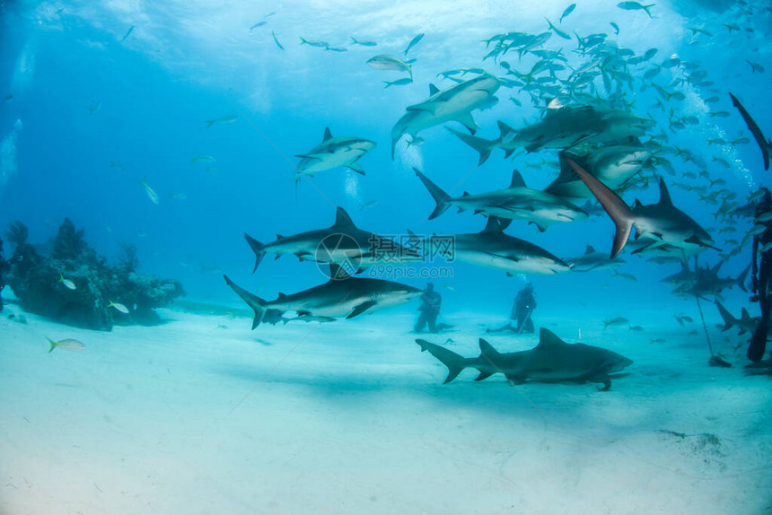 照片显示巴哈马的加勒比海珊瑚礁鲨鱼在图片