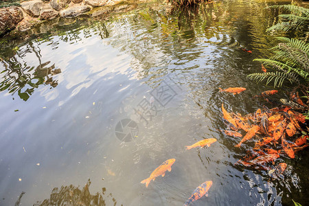 花园池塘装饰景观设计中的锦鲤鱼图片