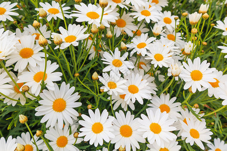 绿色草地上美丽的白色甘菊雏花田图片