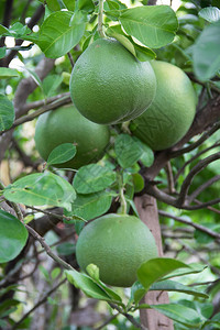 树上挂着绿色柚子或柑橘是一种又大甜味美健康的水果种植在泰国帕府的一个图片