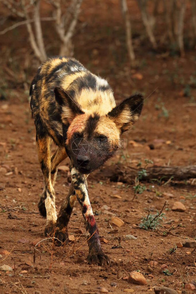 非洲野狗Lycaonpictus在干草原上成功打猎后沾满鲜血的非洲野狗Lycaonp图片
