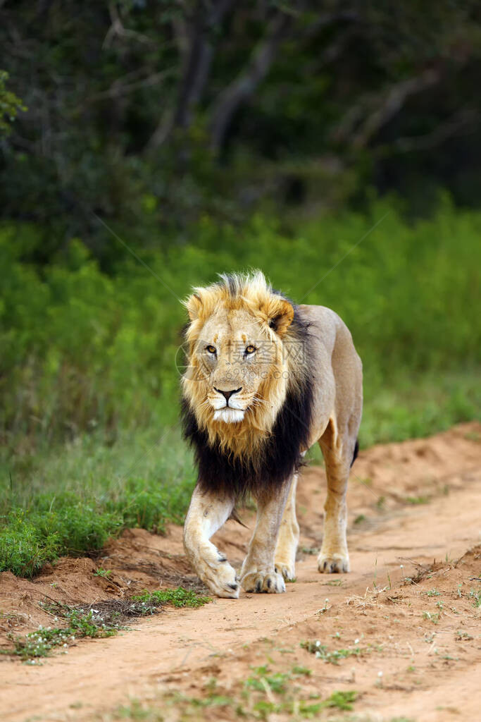 德兰士瓦狮或非洲狮Pantheraleokrugeri或东南非洲狮图片