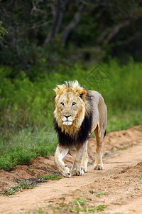 德兰士瓦狮或非洲狮Pantheraleokrugeri或东南非洲狮图片