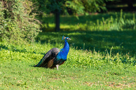 蓝孔雀站在绿色的田野上图片
