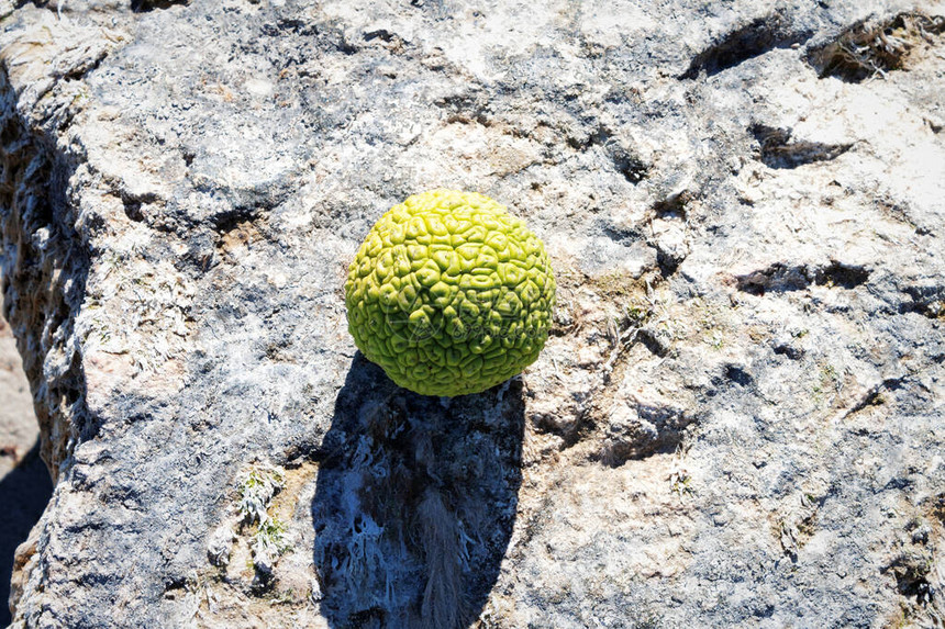 亚当的苹果在里海岩石岸上图片