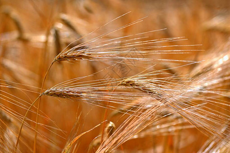 日落时收割大麦的田地金色麦田的特写图片