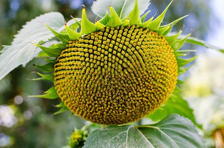 黄色向日葵花瓣和雄蕊天然花朵特写图片