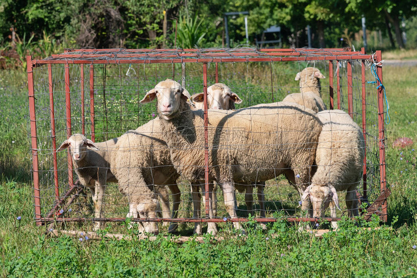 羊群在羊圈中放牧羊图片
