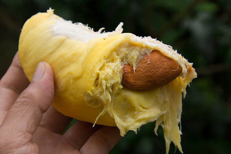 成熟的榴莲果肉呈黄色奶油状多汁甜而柔软它是健康美味和著名的泰国水果图片