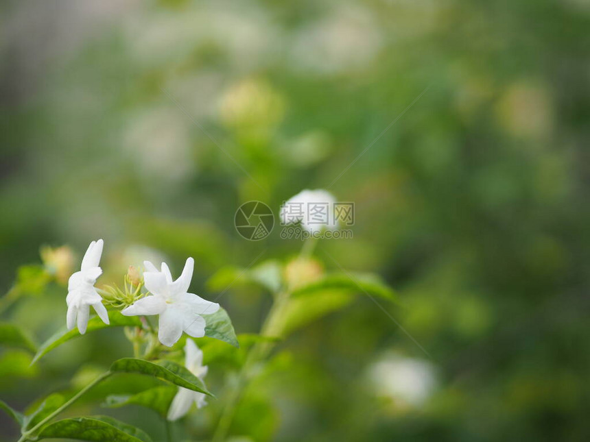 阿拉伯茉莉JasminumsambacOleaceae白花凉的香味在花园中以模糊的图片