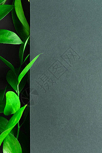 茶树绿叶在深色背景上带有复制空间的树叶背景植物成分图片