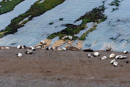 阿根廷巴尔德斯半岛海狮图片
