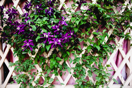 花园里美丽的紫色花朵背景图片
