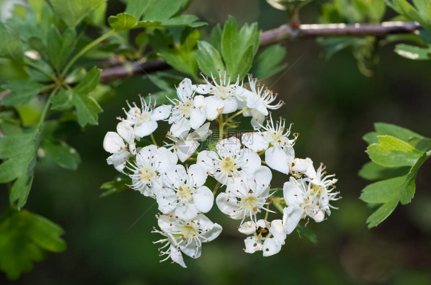 带白花的野果树照片图片