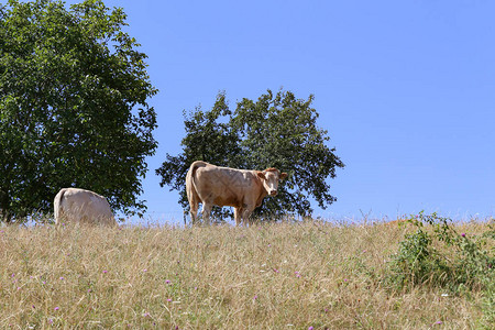 夏季牧场上的牛群图片