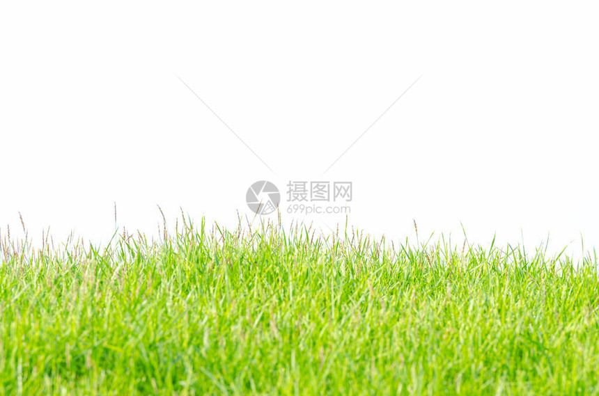 白背景隔离的喀里南草或日本草地的背景和侧视图纹理来自高尔夫球图片