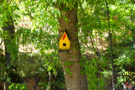 树上黄鸟巢背景图片