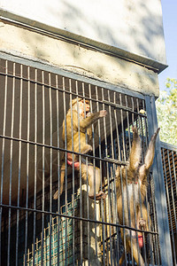 在动物园的猴子在图片