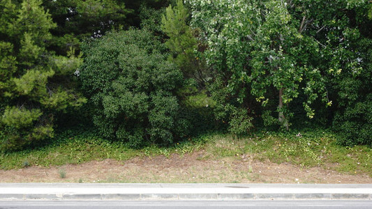 大灌木对人行道的背景图片