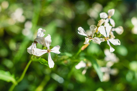 夏花园的白花朵有图片