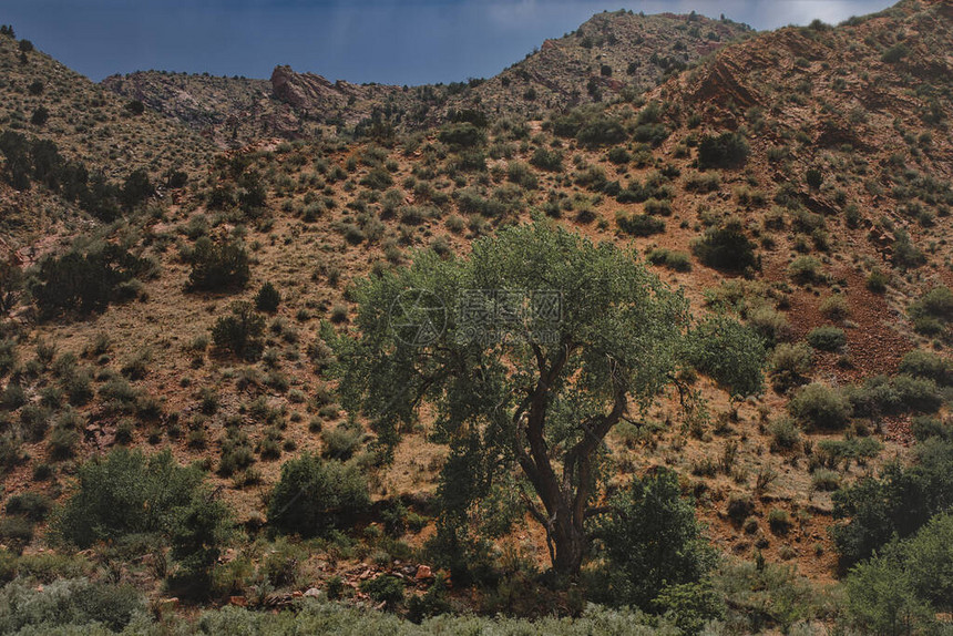 沙漠中孤独的一棵树背景是天空的沙质山坡图片