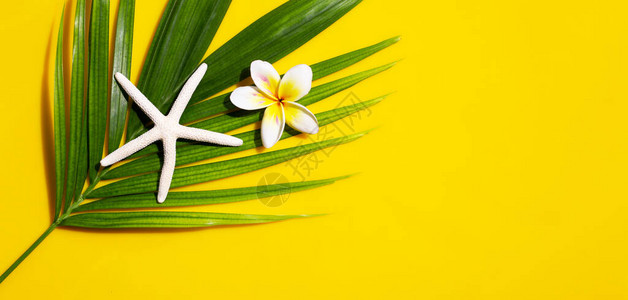 黄色背景的热带棕榈叶上含有梅风或花朵的海星享受暑假概念图片