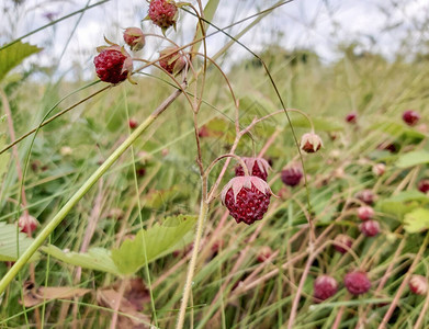野地上生长的野生草莓图片