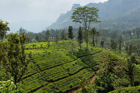 种植茶叶灌木植物种植茶叶的山丘图片