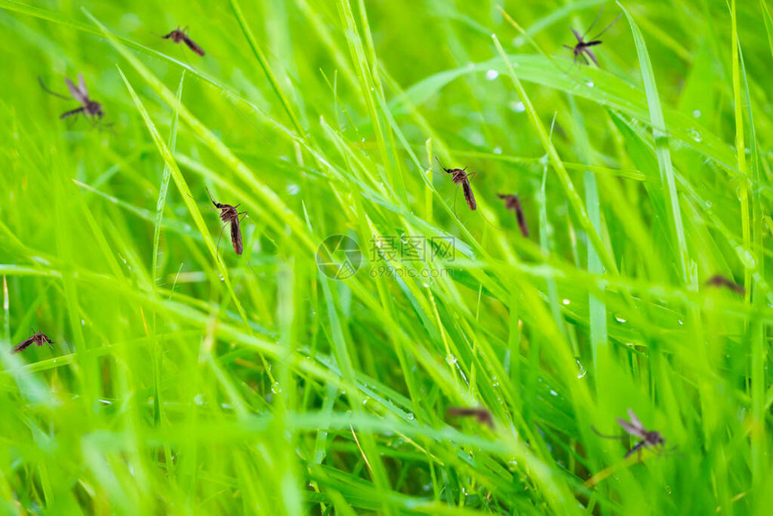 许多蚊子在绿草场图片