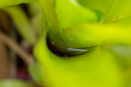 花园绿叶植物的死水图片