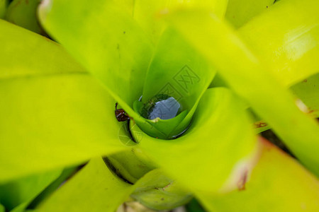 花园绿叶植物的死水图片