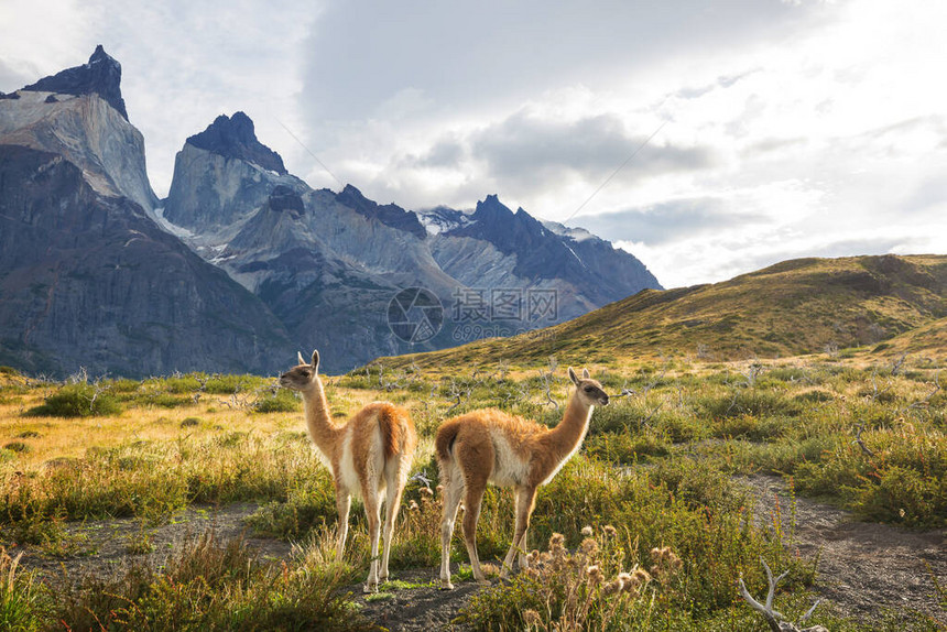 智利TorresDelPaine公园美丽的山地和瓜纳科山脉图片