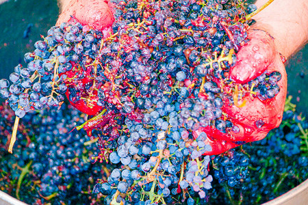 葡萄酿酒者用手从收集的葡萄图片