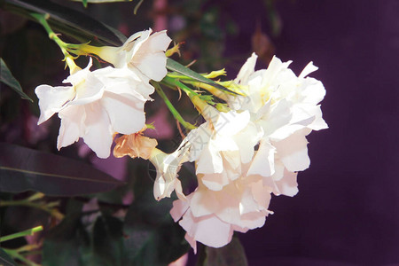 白花夹竹桃和绿叶图片