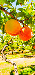 桃子长在树上桃园图片