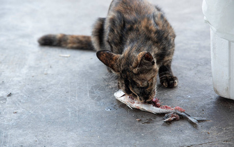 无家可归的流浪猫吃生鱼片图片