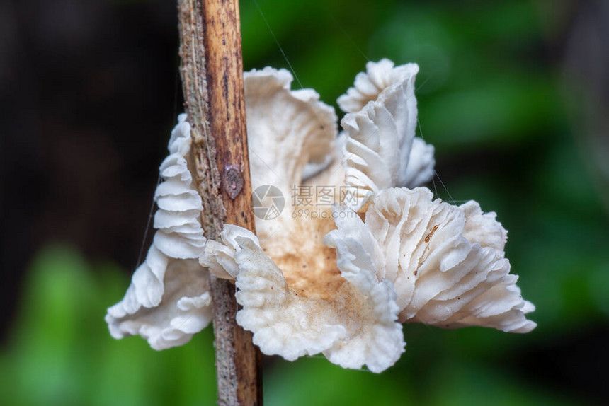 白色扇形野生蘑菇的近距离拍摄图片