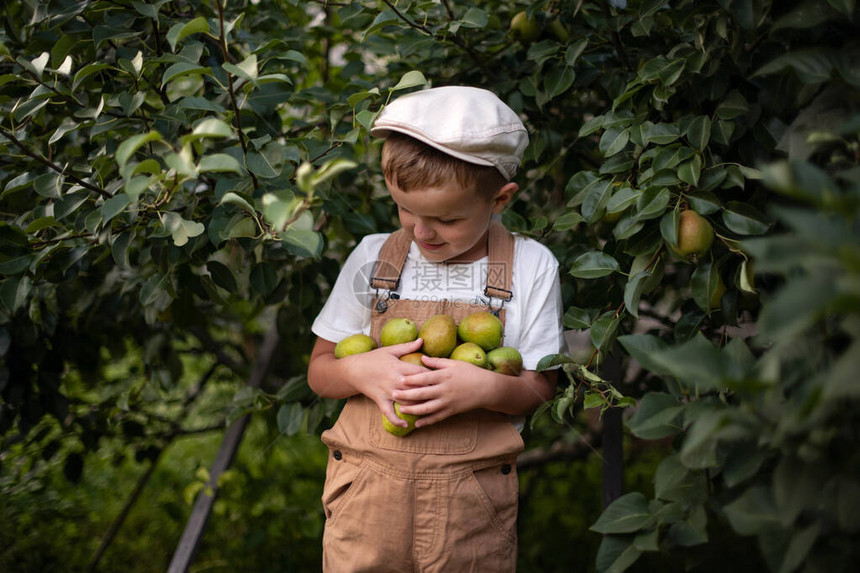 一个戴着帽子和米色工作服的男孩正在收苹果一个小农夫在果园里工作苹果树的枝上有成熟的果实园图片