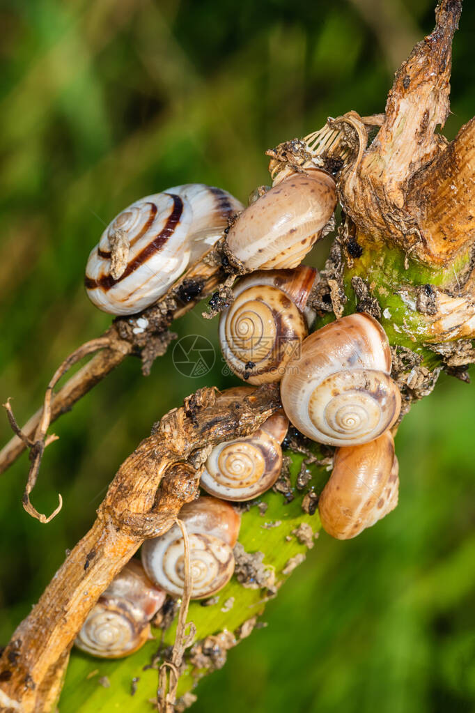 植物上的小蜗牛在夏季花园床上的叶子上关闭一只普图片