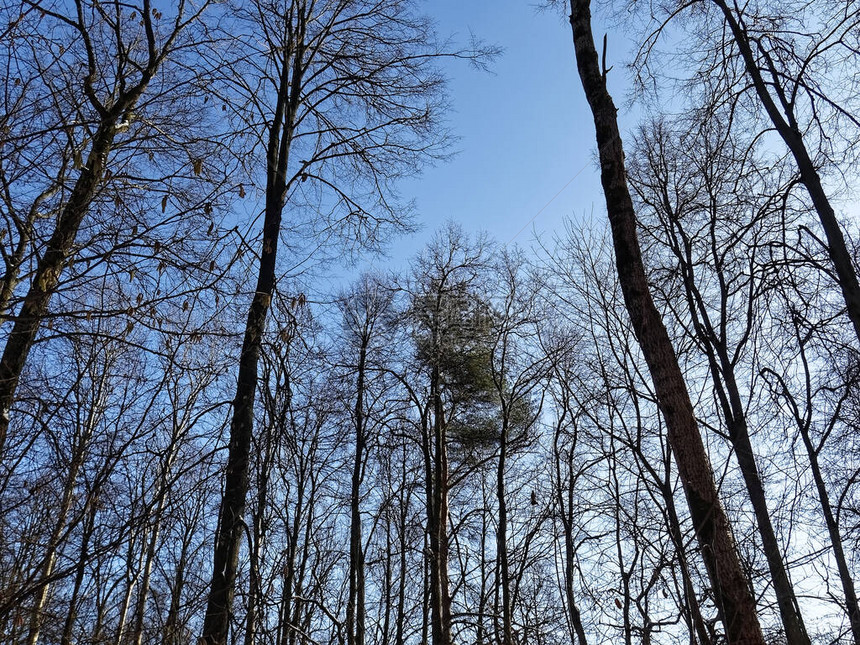 在莫斯科阳光明日的冬天在森图片