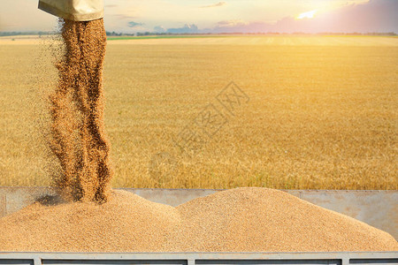 将小麦种子从卸料机倒入卡车身图片