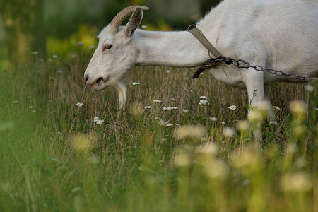山羊在绿色草地上吃草山羊在牧场上放牧山羊在日落时吃草家山图片