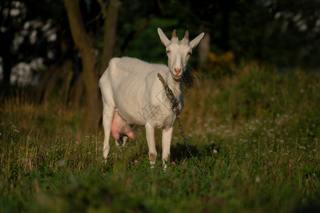 山羊健康的概念摄影有吸引力的山羊照片快乐的年轻山羊的画像饲养图片