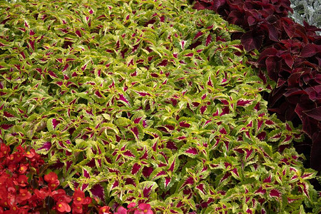 红色Coleus植物图片